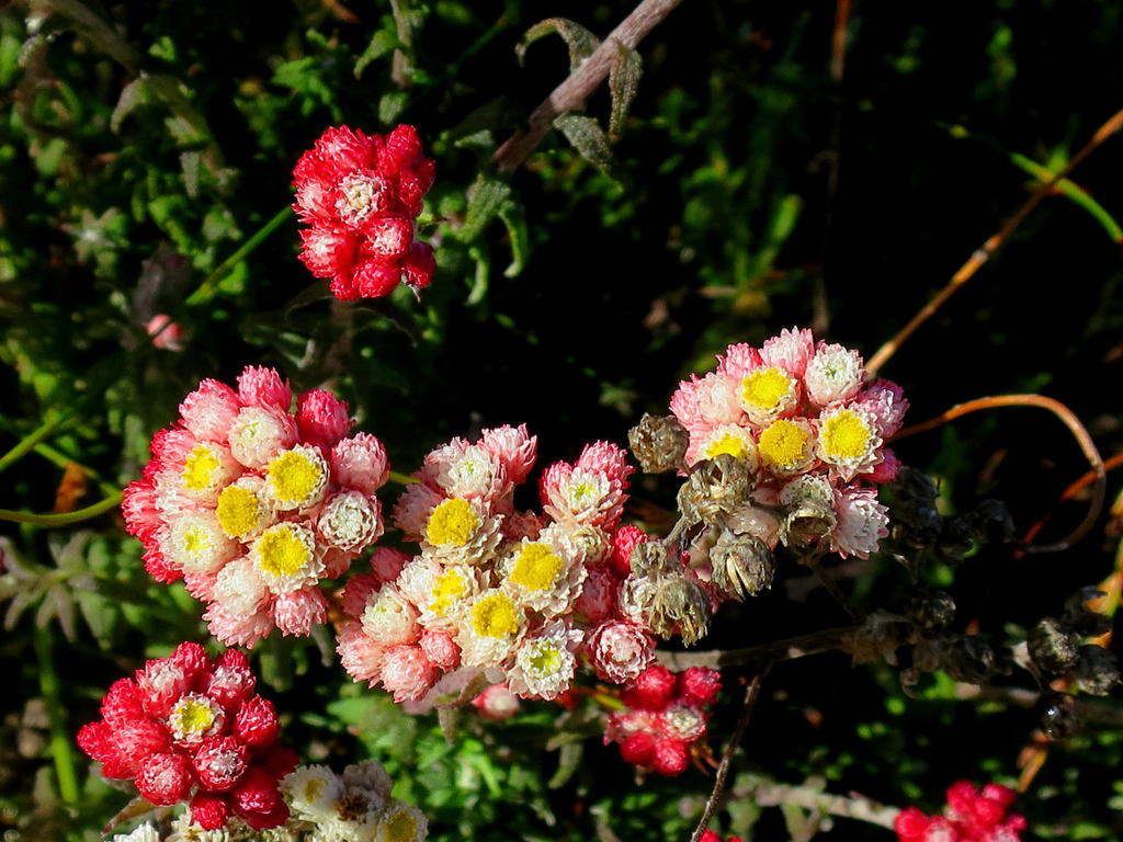 Strawberry Everlasting
