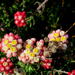 Helichrysum felinum - Photo ללא זכויות יוצרים, הועלה על ידי Di Turner