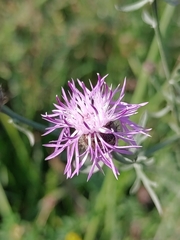 Centaurea stoebe