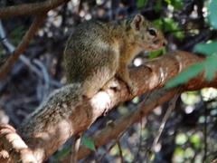 Paraxerus cepapi cepapi