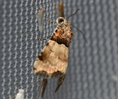 Cobubatha dividua