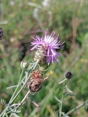 Centaurea stoebe