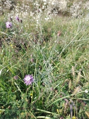 Centaurea stoebe