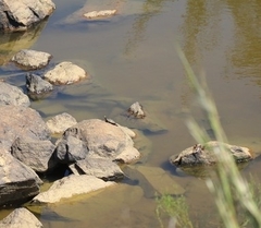 Chrysemys picta picta