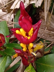 Sanchezia cyathibractea