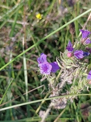 Echium vulgare