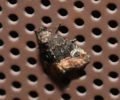 Swift Brown photo 3