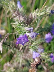 Echium vulgare
