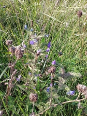 Echium vulgare