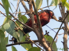 Lybius bidentatus