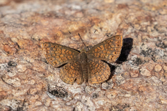 Calephelis arizonensis