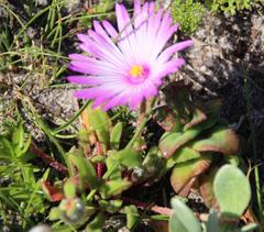 Cleretum bellidiforme