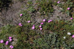 Cleretum bellidiforme