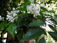 Craibia zimmermannii