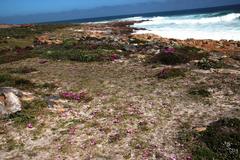 Cleretum bellidiforme