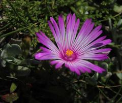 Cleretum bellidiforme