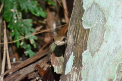 Mastigodryas boddaerti