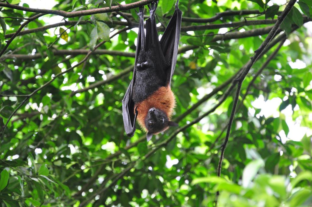 Lyle's Flying Fox