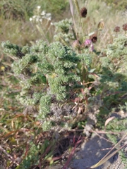 Echium vulgare