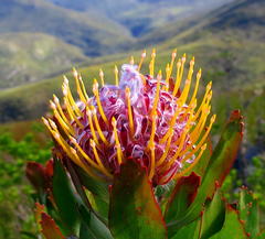 Leucospermum glabrum