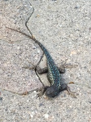 Sceloporus occidentalis
