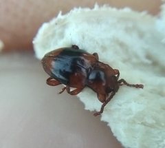 Lycoperdina succincta