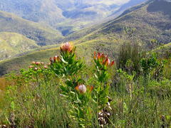Leucospermum glabrum