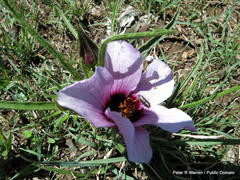 Hibiscus microcarpus