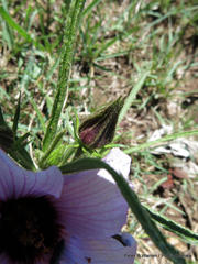 Hibiscus microcarpus