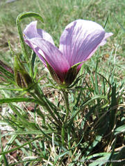 Hibiscus microcarpus