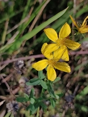Hypericum perforatum