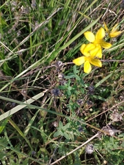 Hypericum perforatum