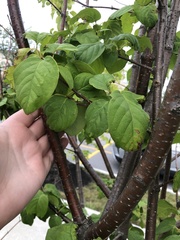 Syringa