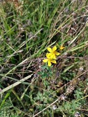 Hypericum perforatum
