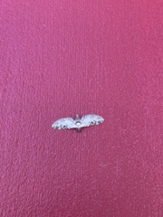 Eupithecia ravocostaliata