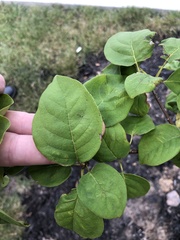 Syringa