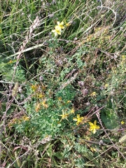 Hypericum perforatum