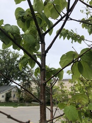 Syringa