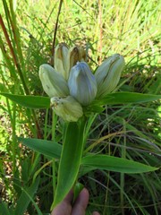 Gentiana × pallidocyanea