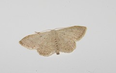 Idaea palaestinensis