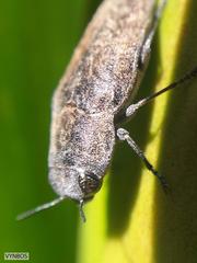 Sphenoptera
