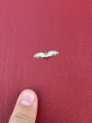 Eupithecia ravocostaliata