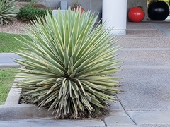 Agave