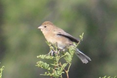 Passerina versicolor