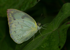 Catopsilia pomona