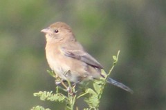 Passerina versicolor
