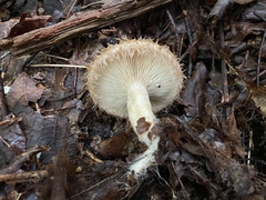 Lactarius romagnesii