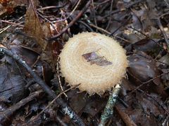 Lactarius romagnesii