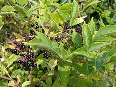 Sambucus nigra