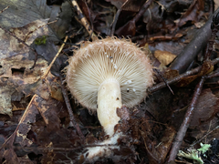 Lactarius romagnesii
